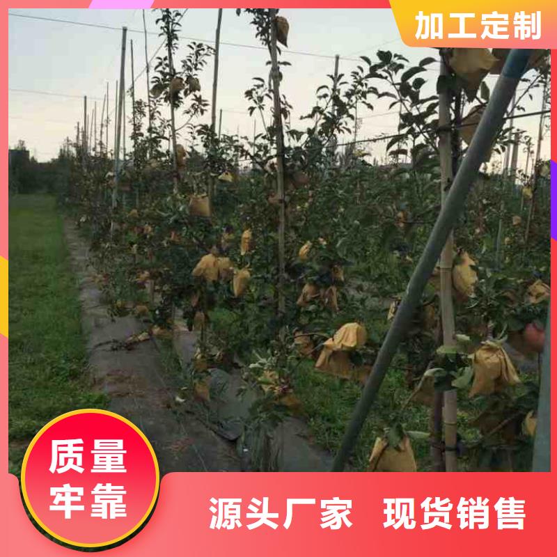 苹果苗蓝莓苗源头工厂量大优惠