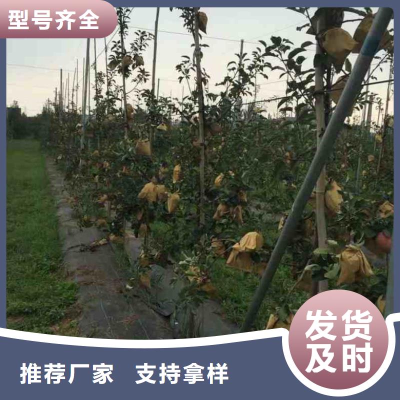 苹果苗_核桃苗产品优良