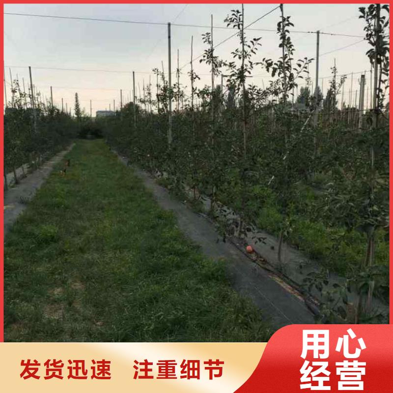 苹果苗桃树苗卓越品质保障
