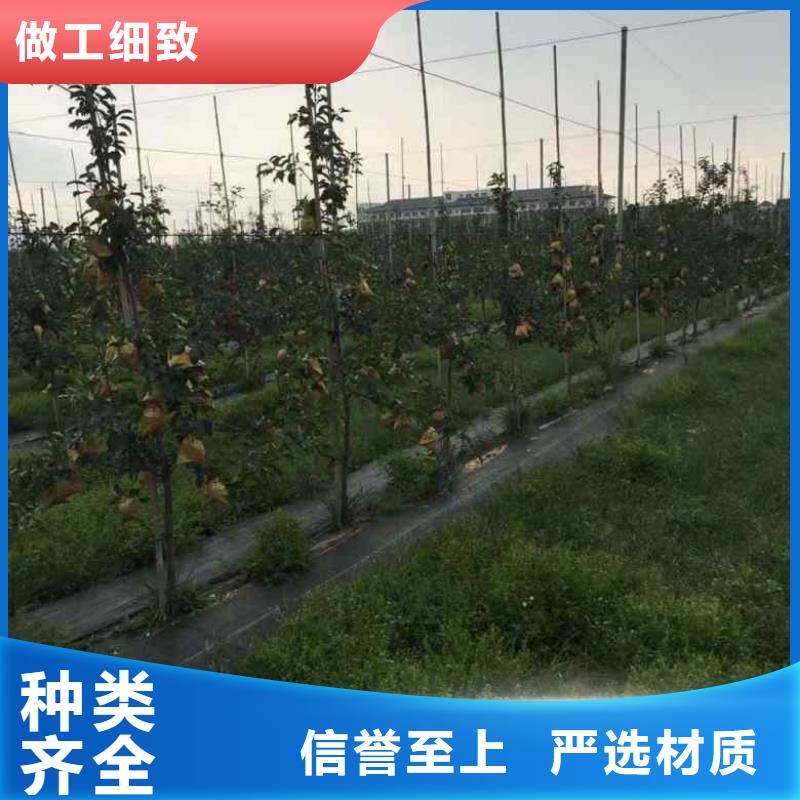 苹果苗桃树苗卓越品质保障