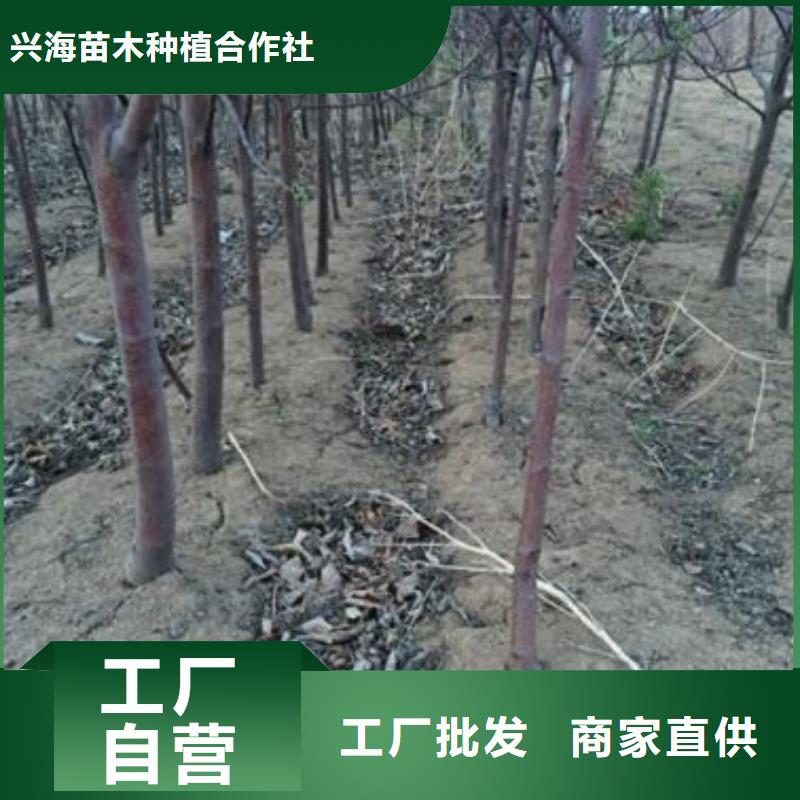 苹果苗不断创新