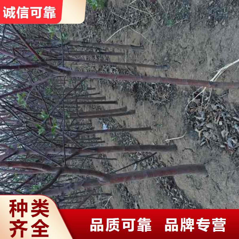 【苹果苗】核桃苗细节决定成败