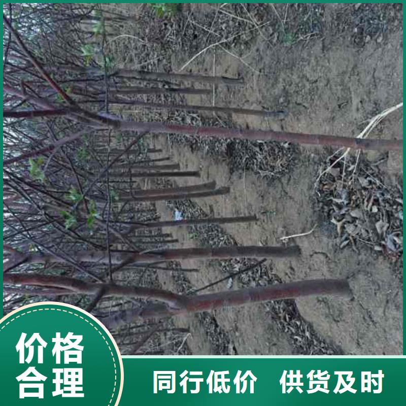苹果苗不断创新