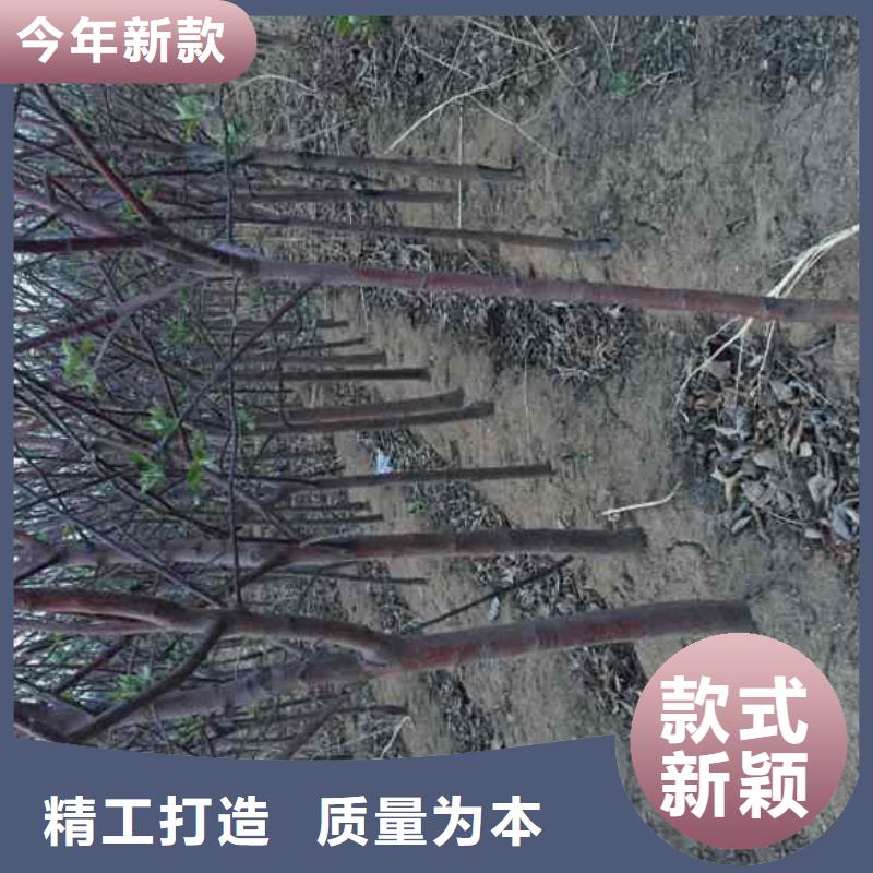 苹果苗山楂苗来电咨询