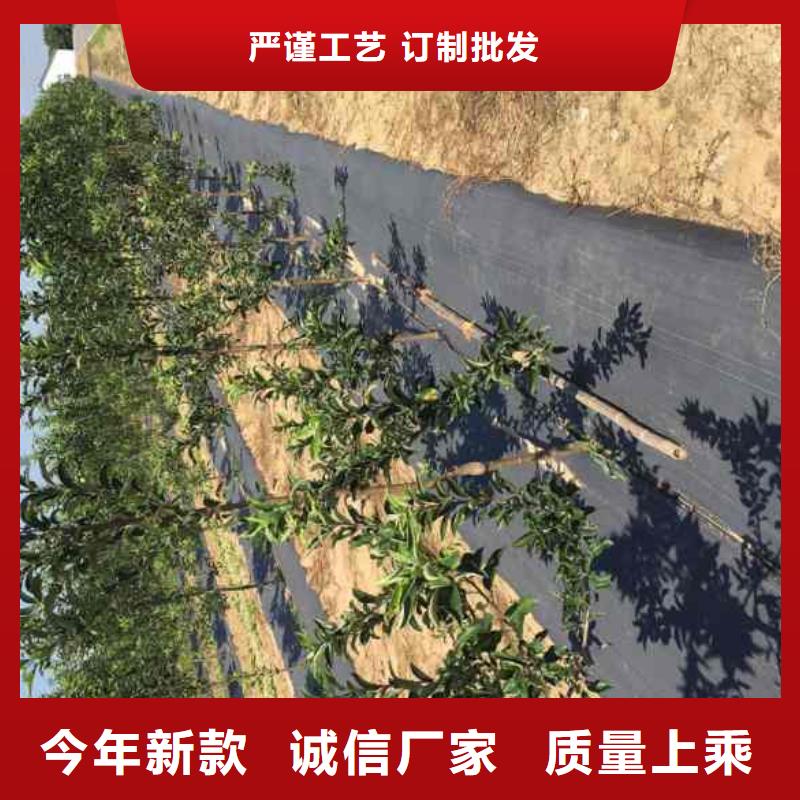 【苹果苗桃树苗厂家直销大量现货】