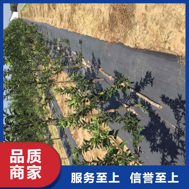 【苹果苗-桃树苗实力厂商】