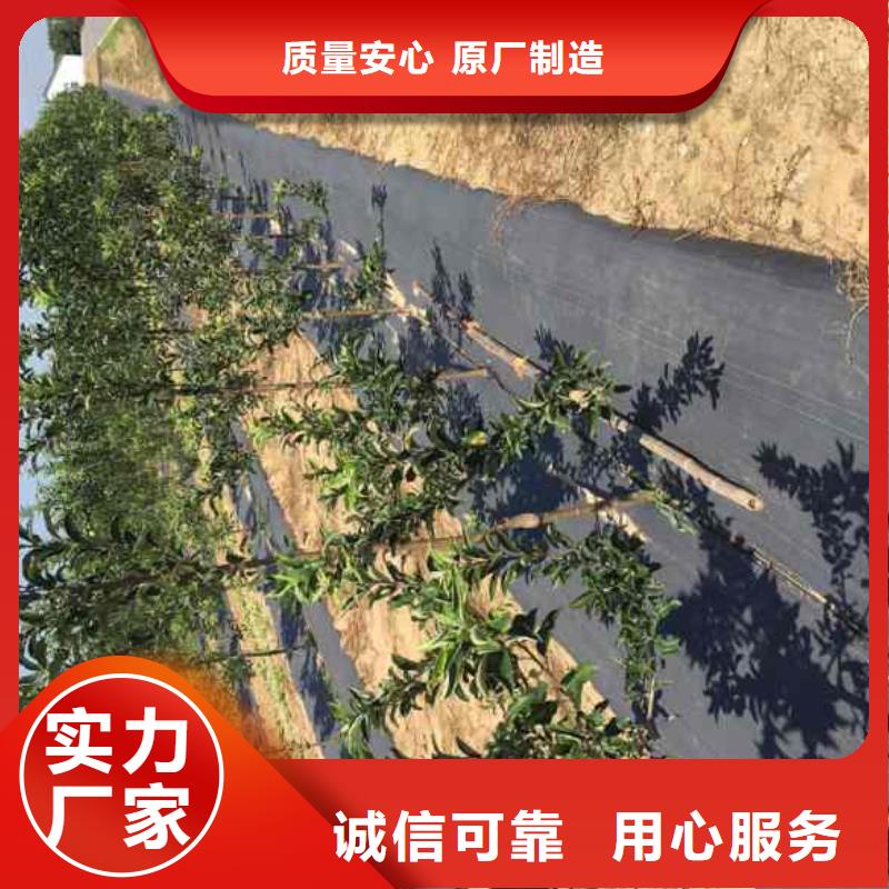 苹果苗花椒苗工厂直销