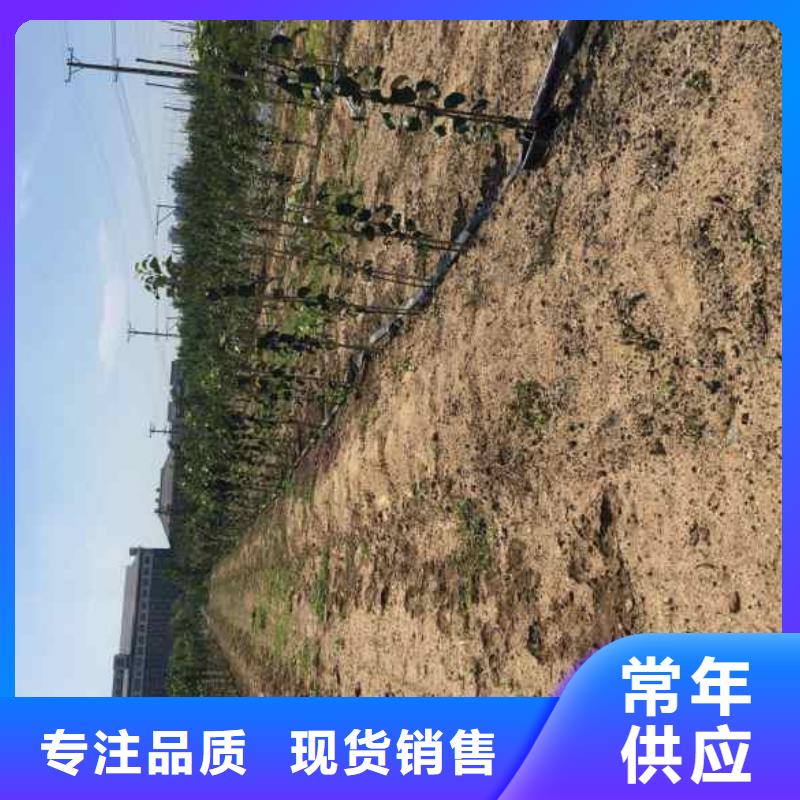 【苹果苗_花椒苗为品质而生产】
