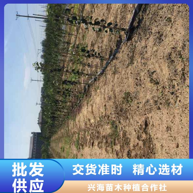 苹果苗_核桃苗产品优良