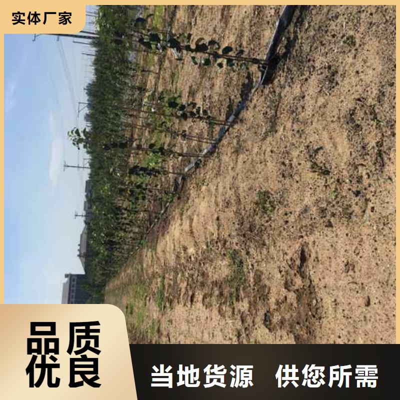 苹果苗梨树苗资质认证