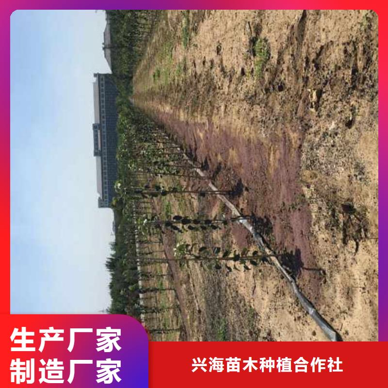 苹果苗蓝莓苗源头工厂量大优惠