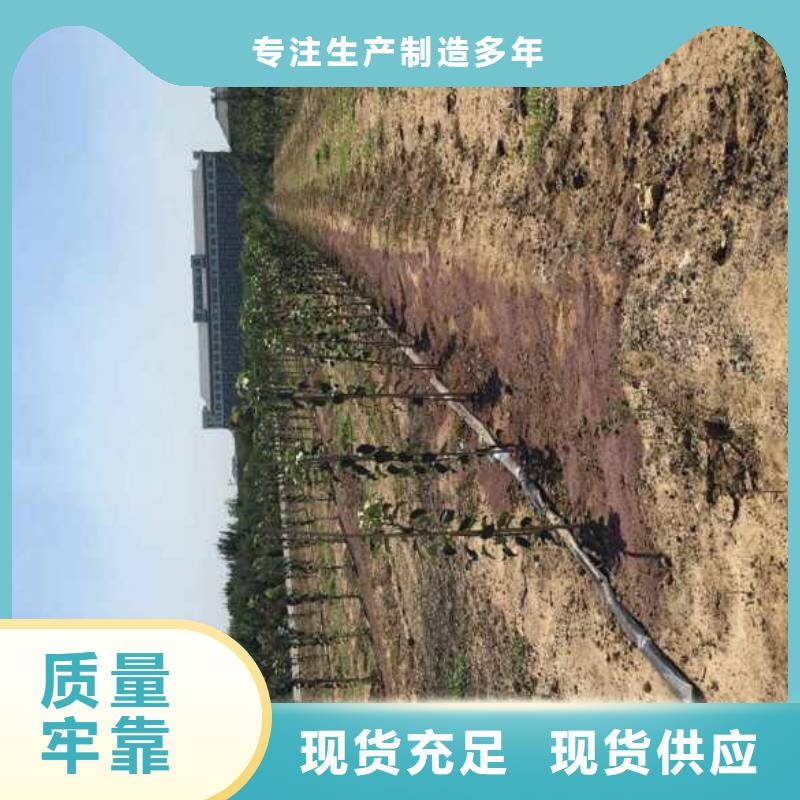 【苹果苗】核桃苗细节决定成败