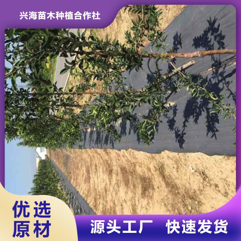苹果苗花椒苗全新升级品质保障