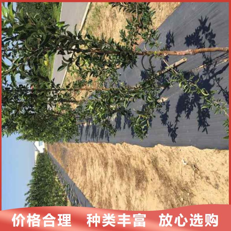 苹果苗桃树苗卓越品质保障