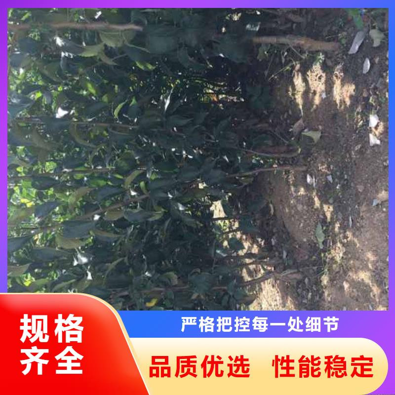 苹果苗花椒苗工厂直销