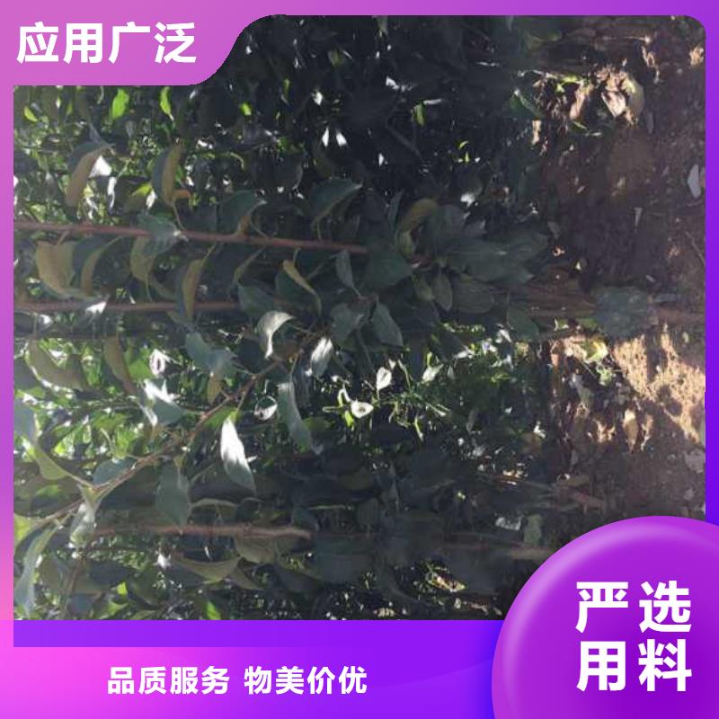 苹果苗不断创新