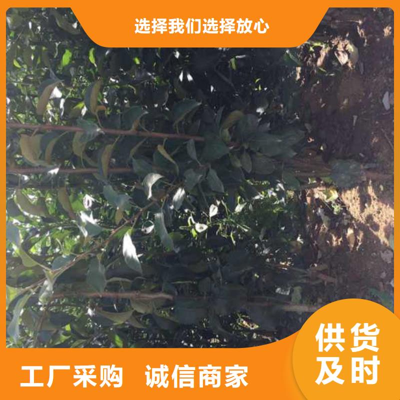 苹果苗标准工艺