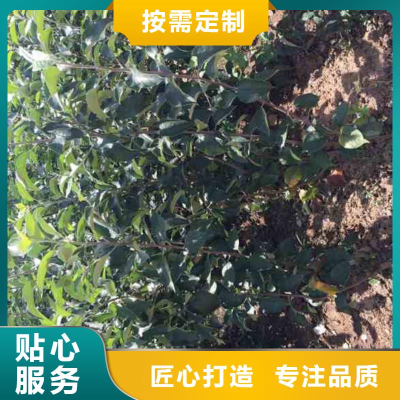 苹果苗_核桃苗产品优良