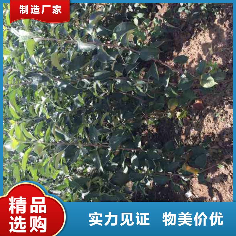 【苹果苗】-板栗苗规格型号全