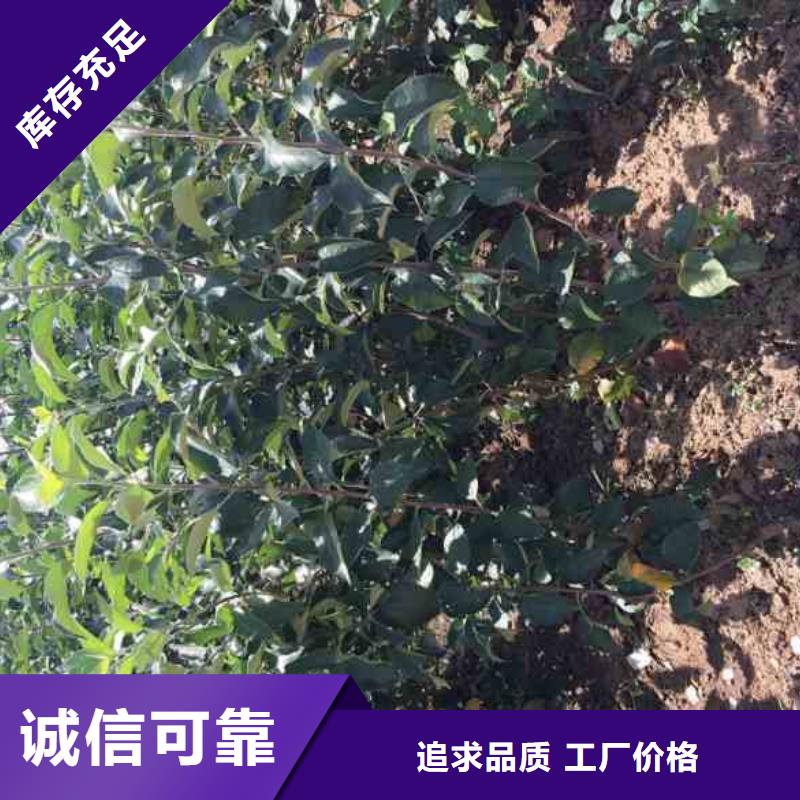 苹果苗,桃树苗实力雄厚品质保障