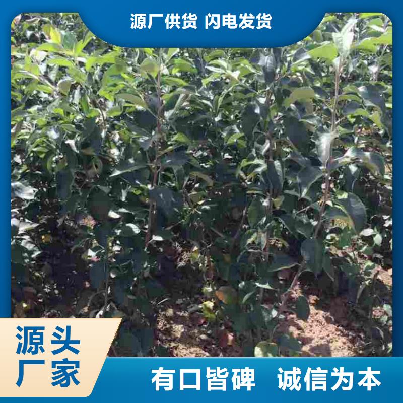 苹果苗蓝莓苗批发供应
