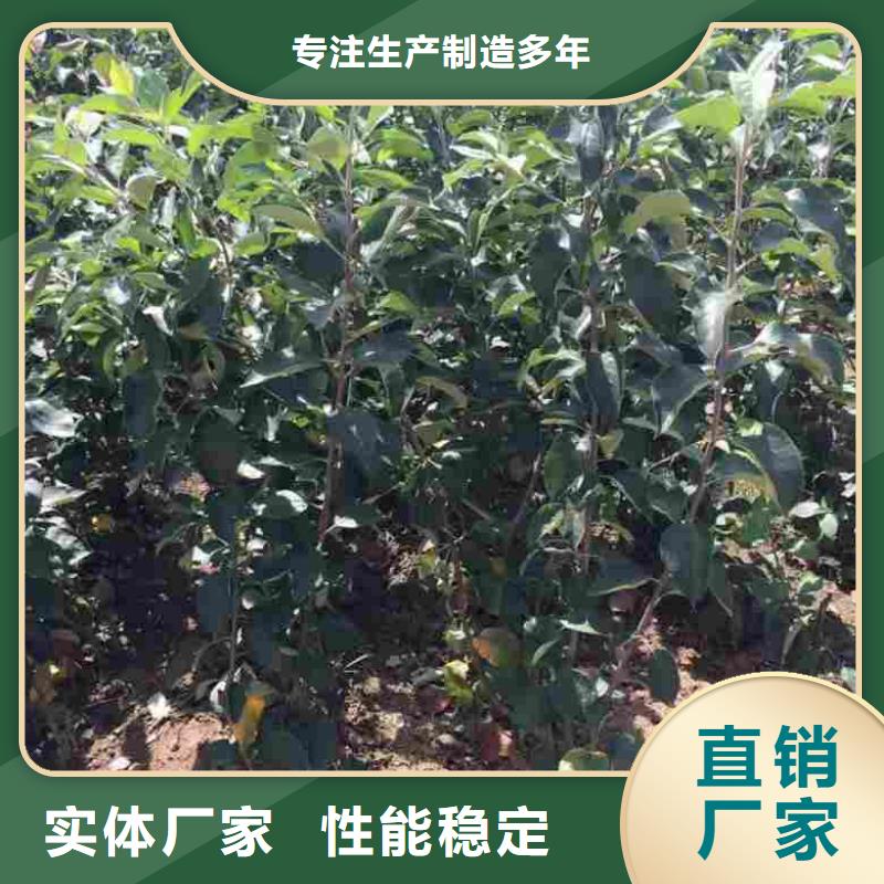 【苹果苗】-板栗苗规格型号全