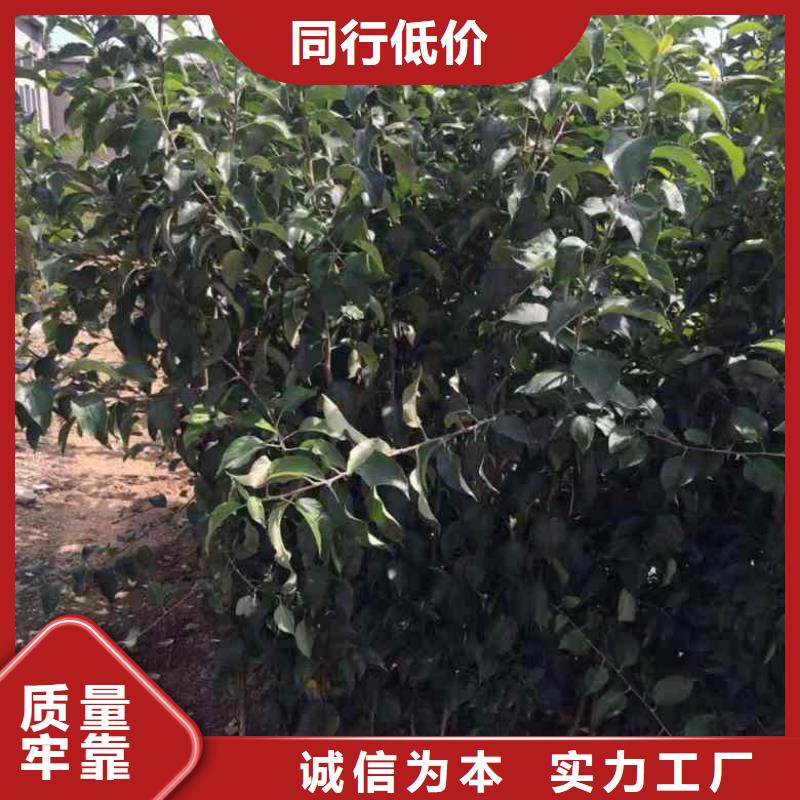 苹果苗梨树苗资质认证