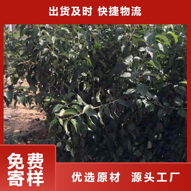 苹果苗_核桃苗产品优良