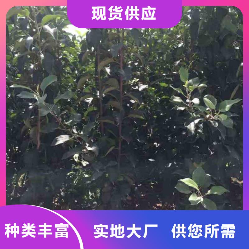 苹果苗蓝莓苗源头工厂量大优惠