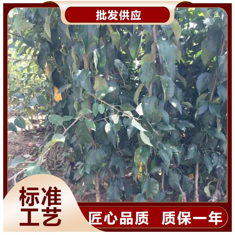 【苹果苗_花椒苗为品质而生产】