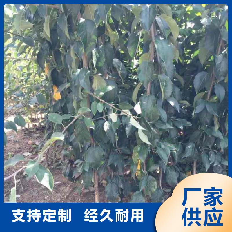 苹果苗蓝莓苗源头工厂量大优惠
