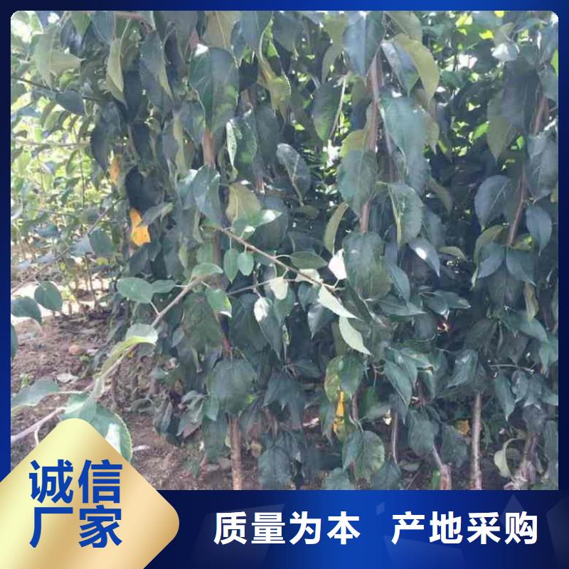 苹果苗标准工艺