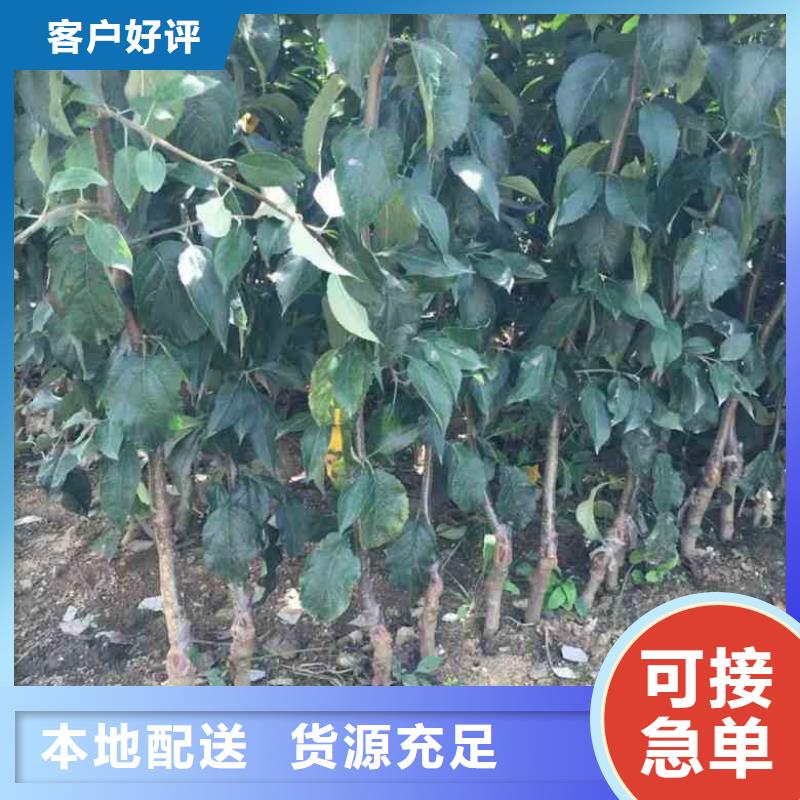 苹果苗山楂苗来电咨询