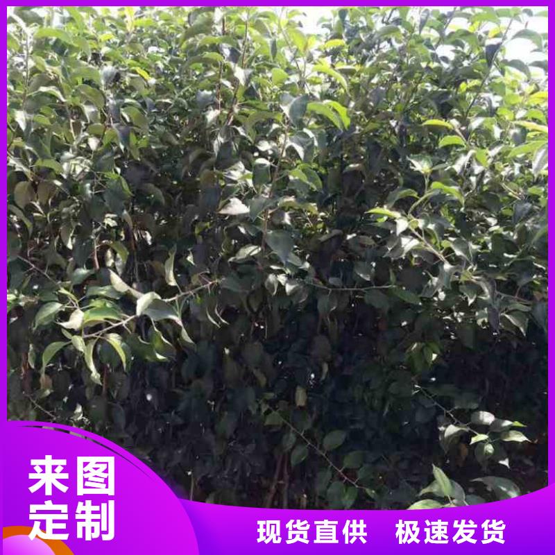 苹果苗标准工艺