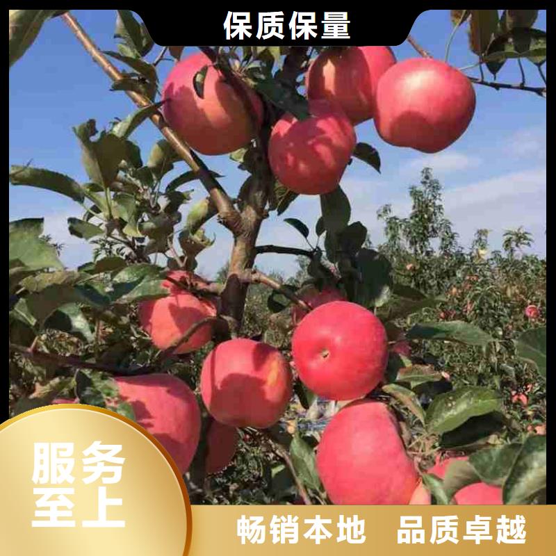 苹果苗标准工艺