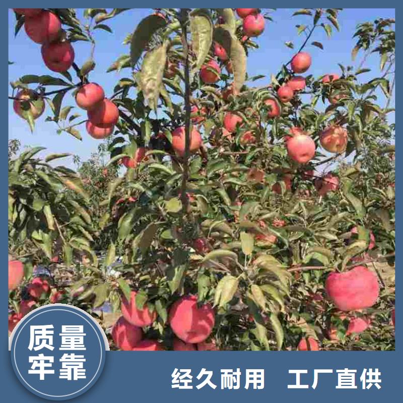 苹果苗_核桃苗产品优良
