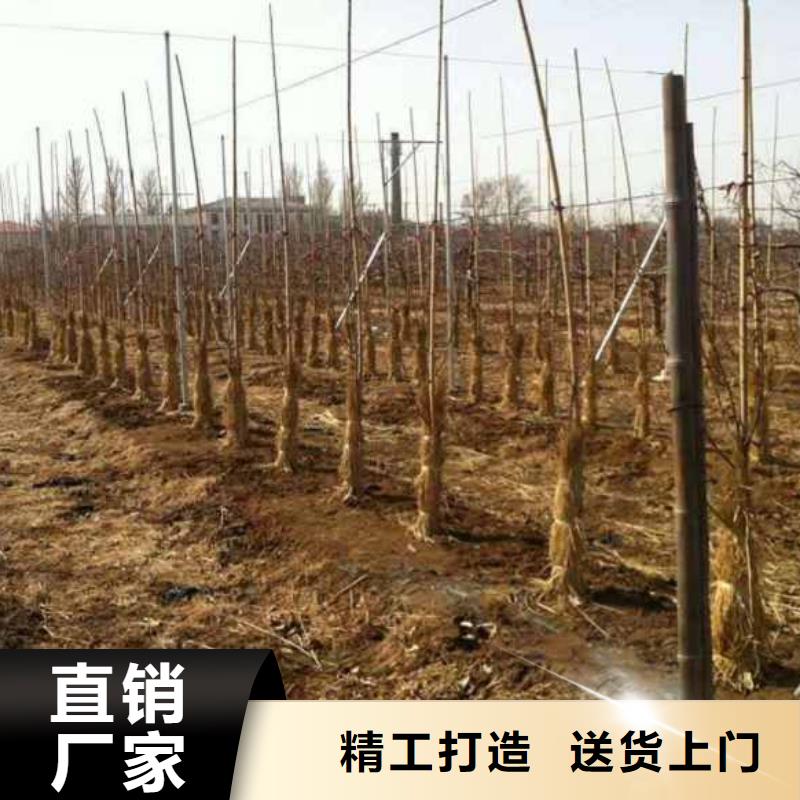 【苹果苗-桃树苗实力厂商】