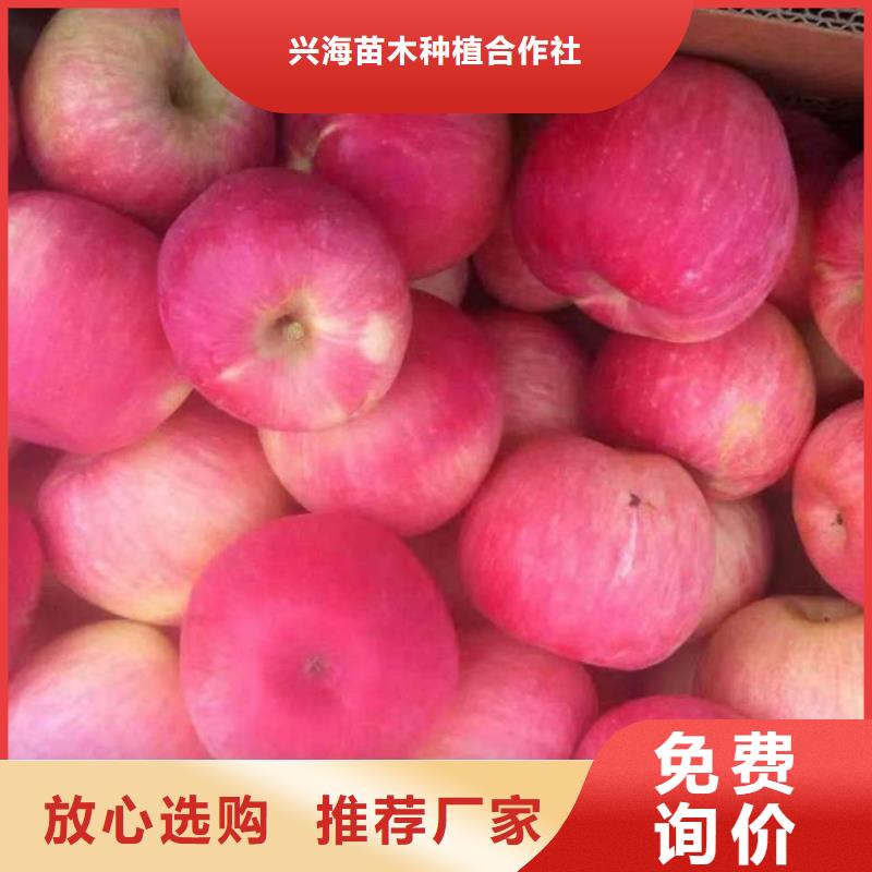 品质保证实力见证[兴海]苹果苗_蓝莓苗质量看得见