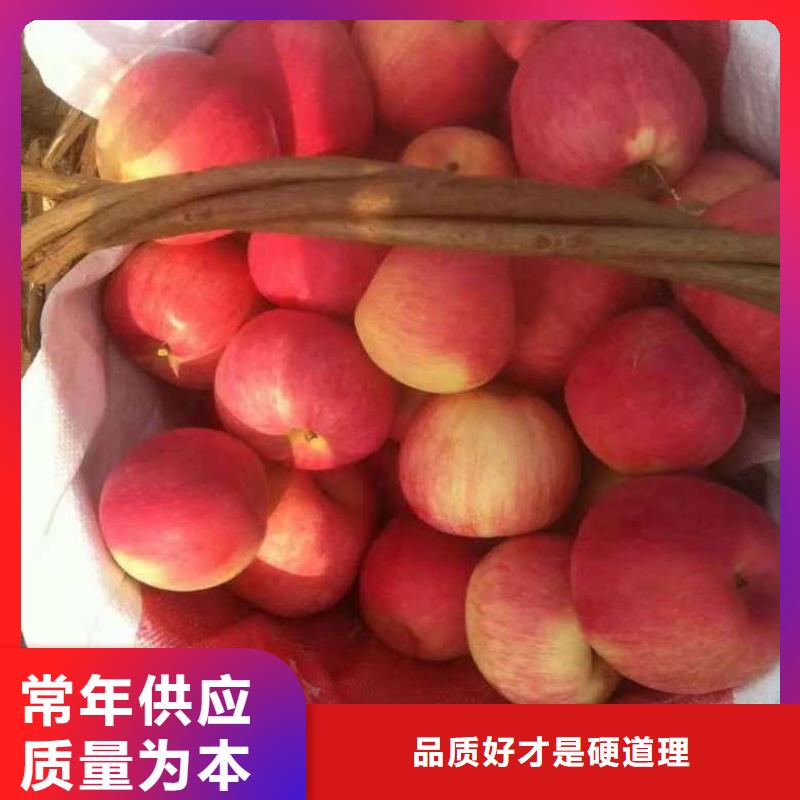 苹果苗标准工艺