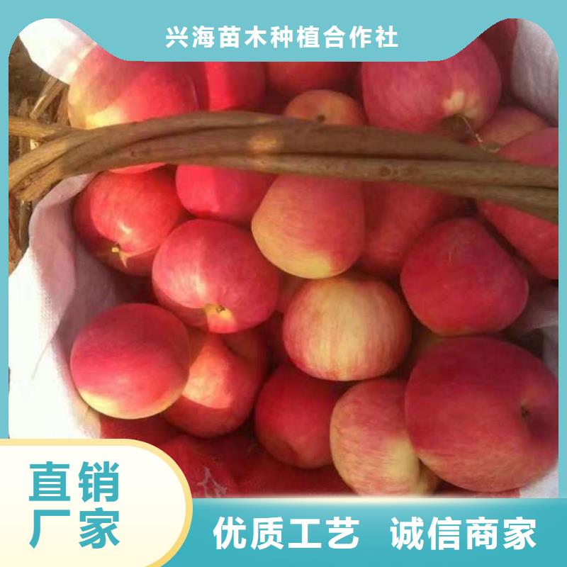 品质保证实力见证[兴海]苹果苗_蓝莓苗质量看得见