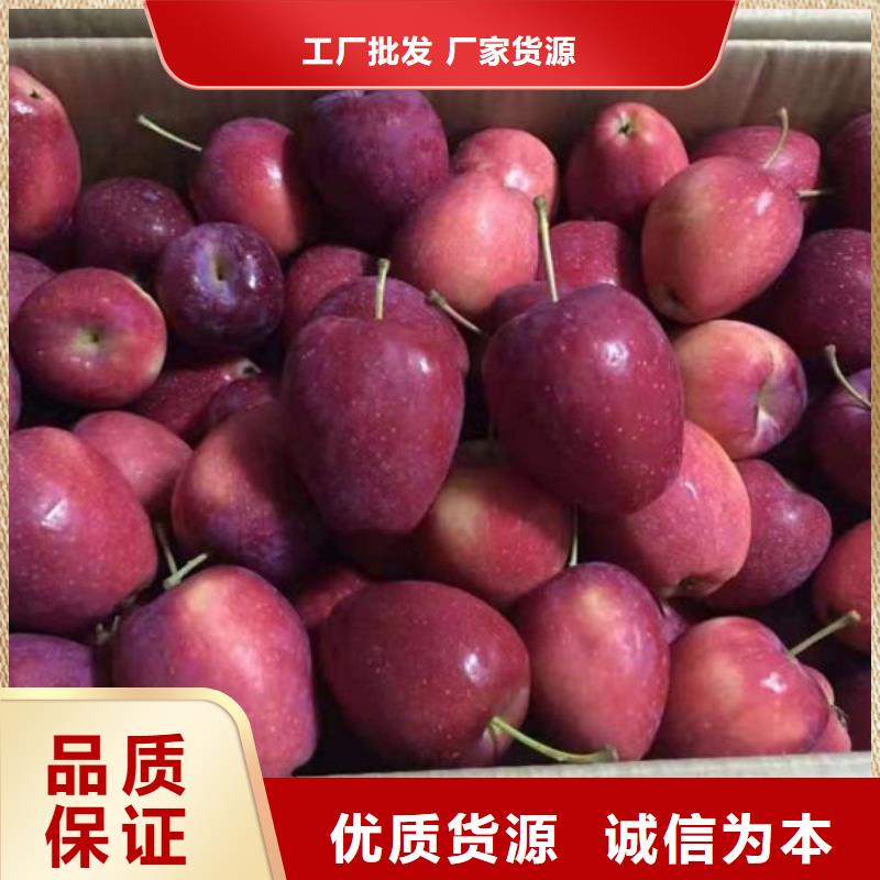 苹果苗_核桃苗产品优良