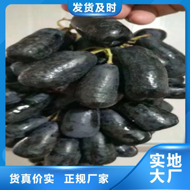 葡萄苗梨树苗种类齐全