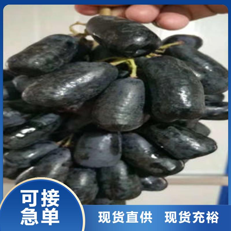 葡萄苗板栗苗甄选好厂家
