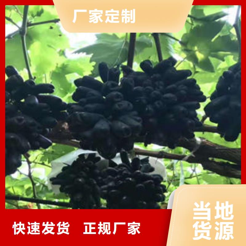 葡萄苗梨树苗好品质售后无忧