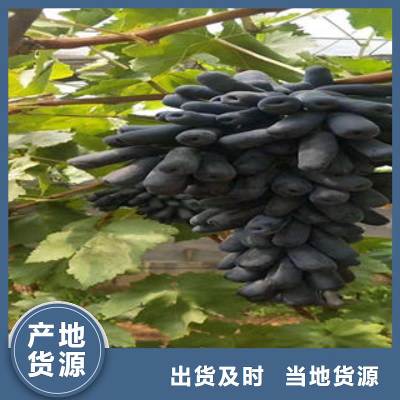 葡萄苗花椒苗匠心品质