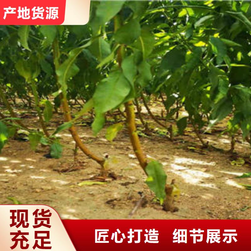 葡萄苗桃树苗厂家直销供货稳定
