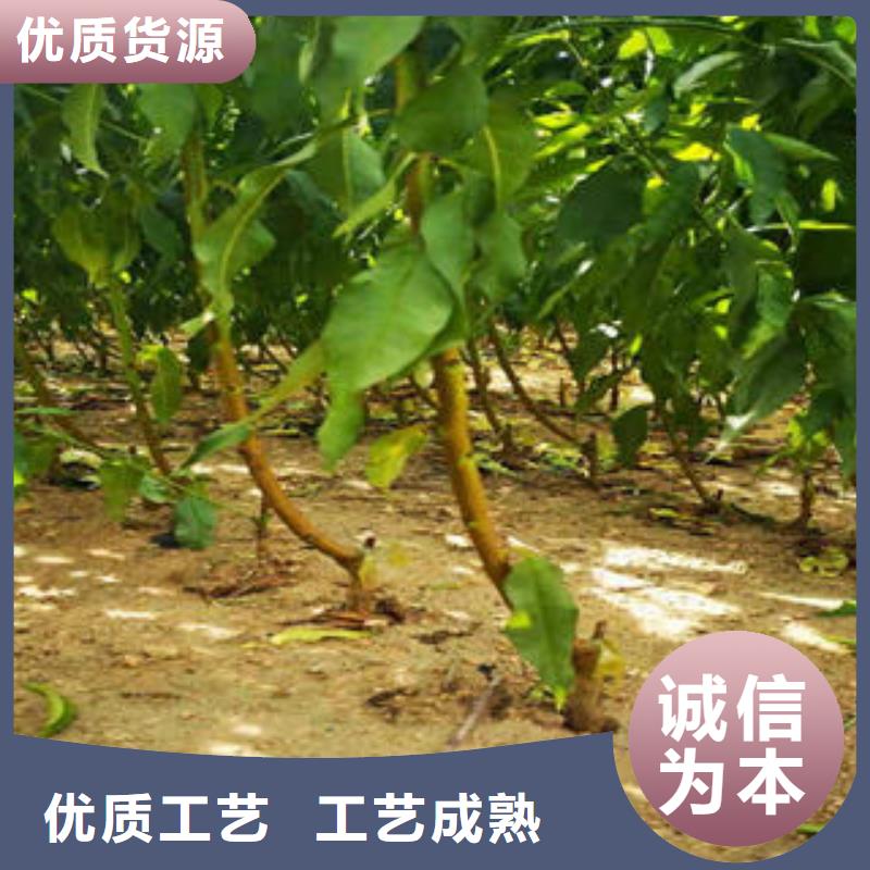 葡萄苗梨树苗种类齐全
