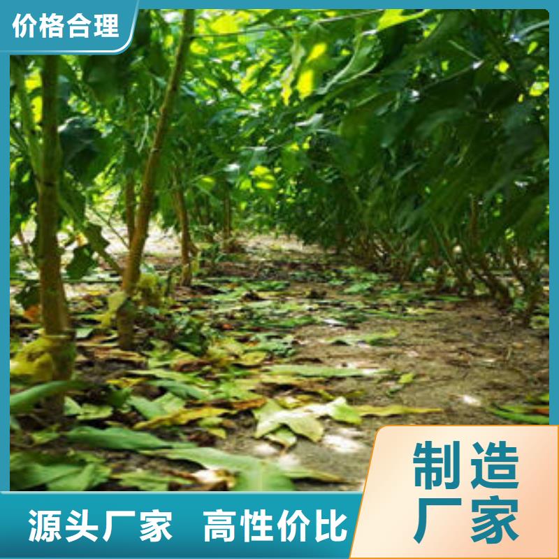 葡萄苗梨树苗好品质售后无忧