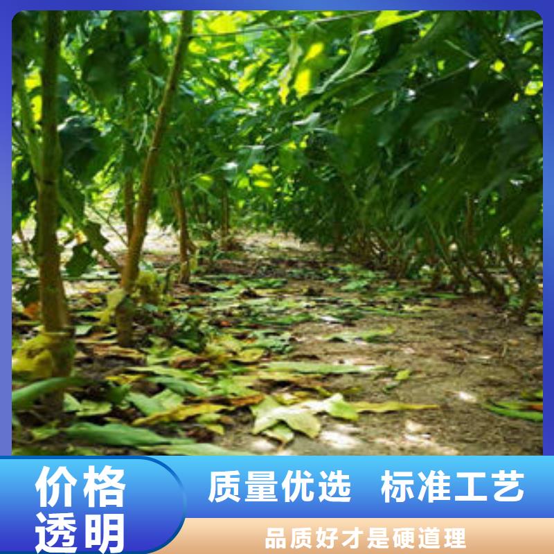 葡萄苗蓝莓苗生产厂家
