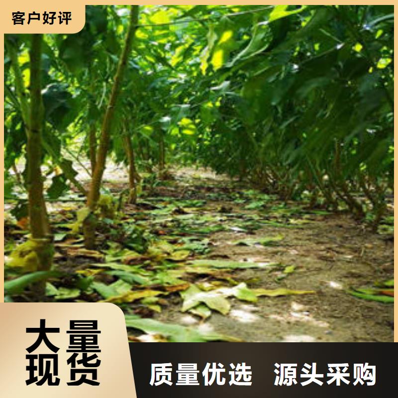 葡萄苗板栗苗一件也发货